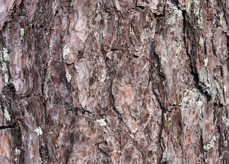 Bark of Pine Tree