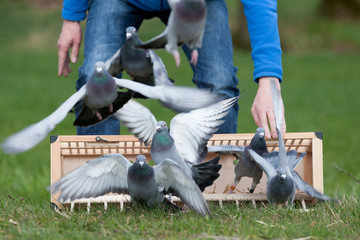 Training racing pigeons - obrazy, fototapety, plakaty