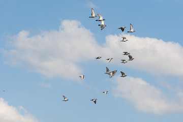 Flying racing pigeons