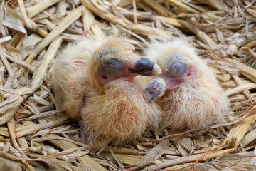 New-born young pigeons.