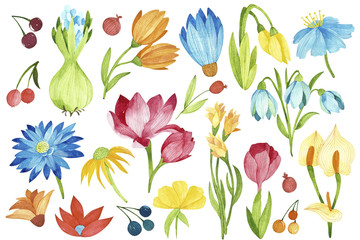 Watercolor colorful flowers isolated elements. Perfect for you postcard design,invitations, projects, wedding card, poster, packaging.