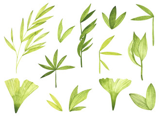 Watercolor leaves and branches isolated elements. Perfect for you postcard design,invitations, projects, wedding card, poster, packaging.