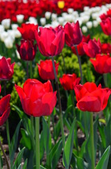 Fototapeta premium Tulips