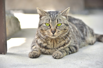 The cat which had yellow eyes