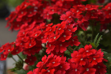 Red Verbena hybrida
