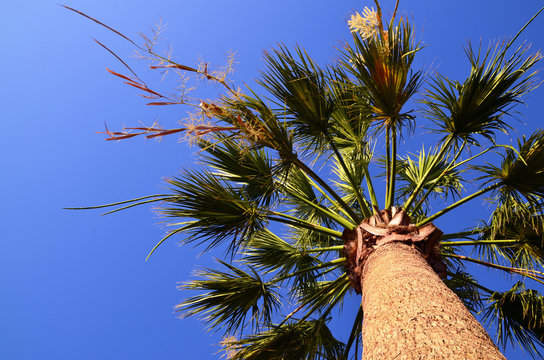 Flowering Washington Palm Tree Or Mexican Fan Palm,Washingtonia Robusta Against Blue Sky In Tenerife,Canary Islands,Spain.Tropical Summer Background.