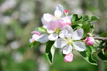 Apfelbaum in Blüte, Apfelblüte in Südtirol