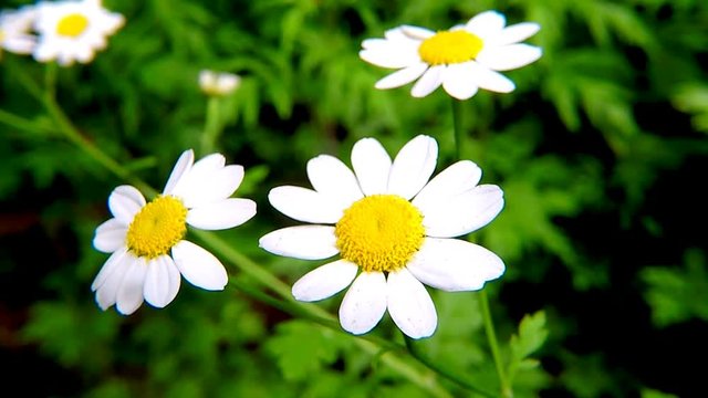 Feverfew, Chrysanthemum parthenium, medicinal her with flowers