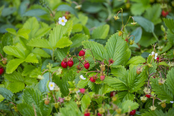 Wild strawberries - Fragaria vesca close up in the garden