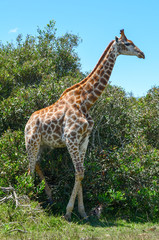 Giraffe in wild. in full height
