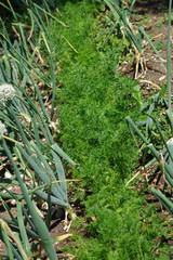 compagnonnage / associer les cultures au potager - carottes et oignons