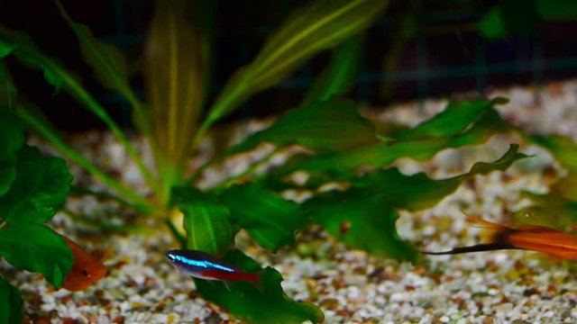 aquarium colourfull fishes in dark deep blue water.