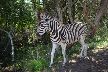 Fototapeta na wymiar Zebra close-up in park in South Africa