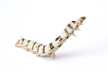 Isolated Silkworm White Background