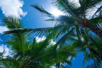 Fototapeta premium Strong sun