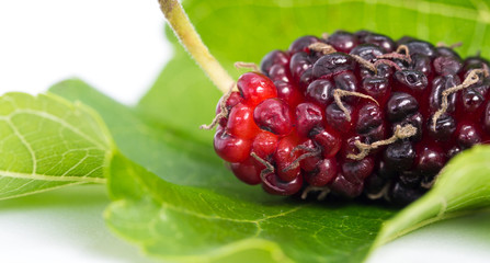 Close up of mulberry with a green leaves on the white background (Isolated background). Mulberry...