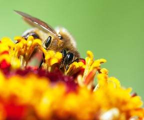 bee or honeybee in Latin Apis Mellifera