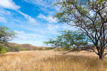 Fototapeta premium Diamond head
