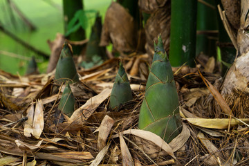 Bamboo shoot, Bamboo sprout