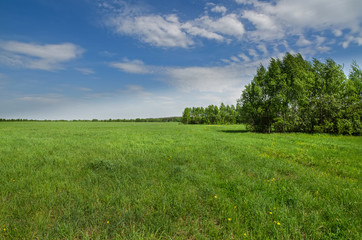 Grove at the edge of the field