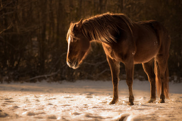 Horse in the Winter Snow