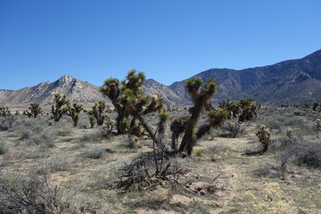 Joshua tree
