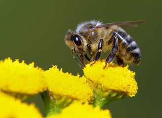 bee or honeybee in Latin Apis Mellifera
