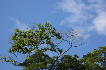 Green Leaf of teak tree