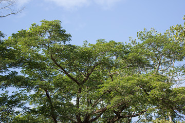 Green Leaf of teak tree