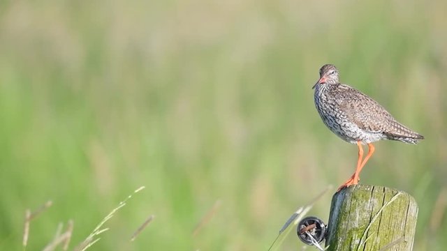 Redshank or Common Redshank sitting on a pole overlooking a meadow during a springtime day.