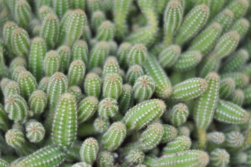 succulent and fat plants