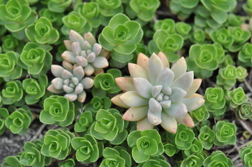 succulent and fat plants