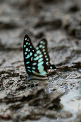 Fototapeta na wymiar Closeup of Blue Tiger butterfly eating essential mineral in the tropical rain forest