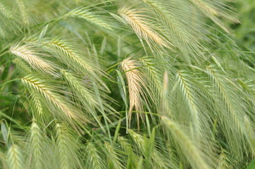 ears of green wheat