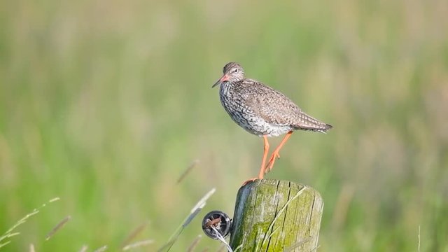 Redshank or Common Redshank sitting on a pole overlooking a meadow during a springtime day.