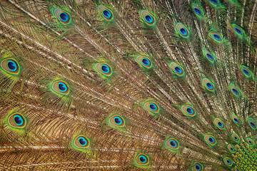 Obraz premium image of beautiful male peacock opening tail background.