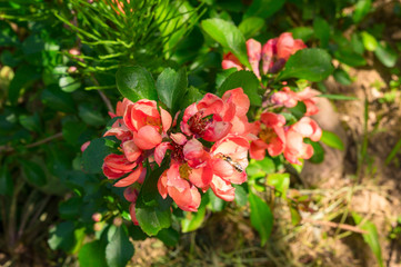 red blossoms on the branch of japanese quince tree
