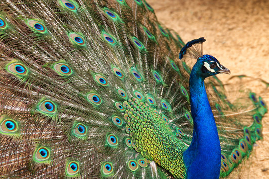 image of beautiful male peacock opening his tail, outdoors.