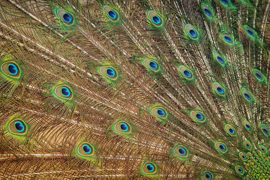 image of beautiful male peacock opening tail background.