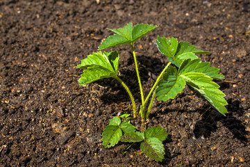 Strawberry Plants grows in the ground