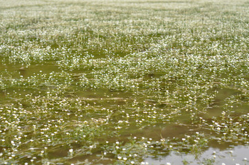 white flowers in the water