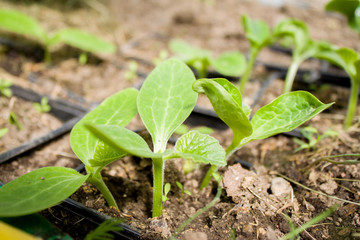 young plants of zucchini leaves in the greenhouse