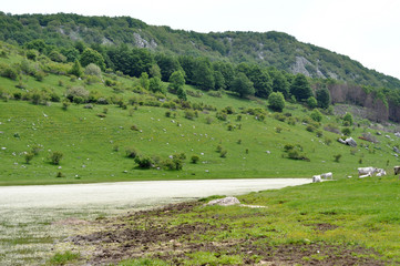 Fototapeta premium forest with green trees and meadows