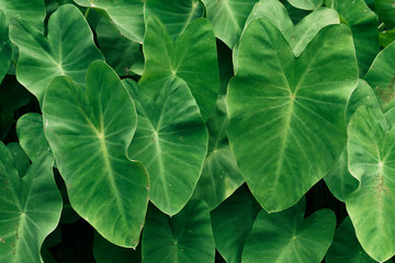 Green leaves grow by the water or the river basin, rubber rods, the leaves are cooked to eat. And many other species in the genus, Caladium