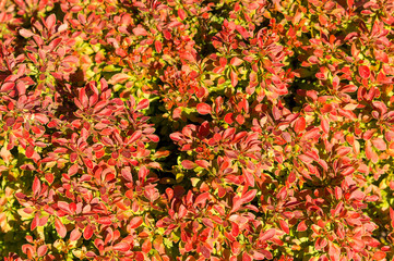 Decorative berberis thunbergii with red leaves