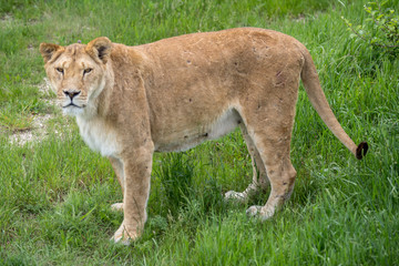 Old lioness in a Safari Park