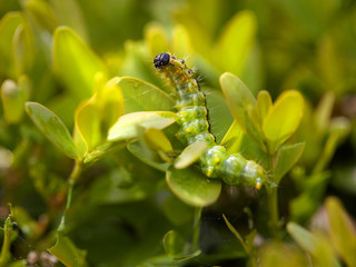 Raupe des Buchsbaumzünslers 
