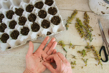 The top view of a woman's hands planting sage seeds in egg carton to make them sprout. Concepts -...