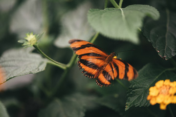 Tiger Striped Butterfly