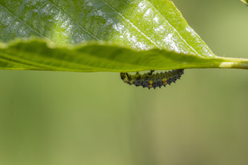 7 spotted ladybird nymph, larva, Coccinella 7-punctata, crawling along a leaf  on a sunny day in may, scotland.